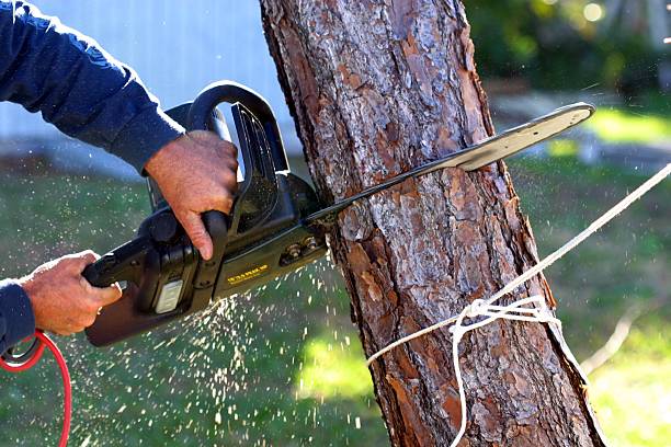 Grantville, GA Tree Removal Services Company